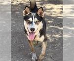 Small #4 Siberian Husky