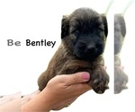 Puppy Puppy 5 Soft Coated Wheaten Terrier