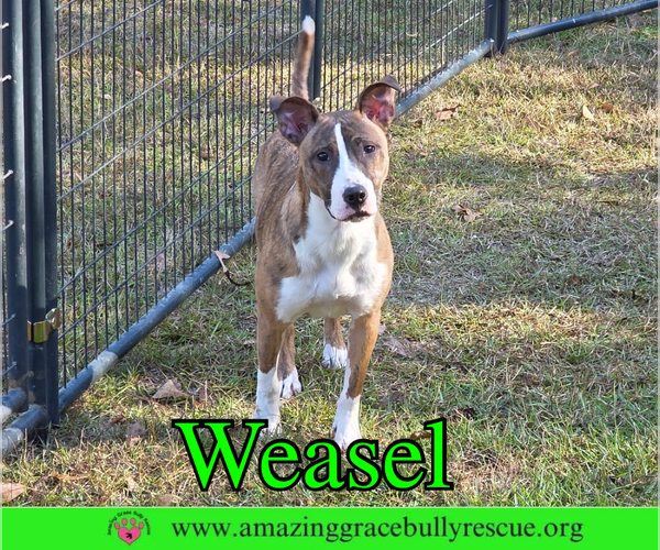 Medium Photo #1 Basenji-Unknown Mix Puppy For Sale in Pensacola, FL, USA