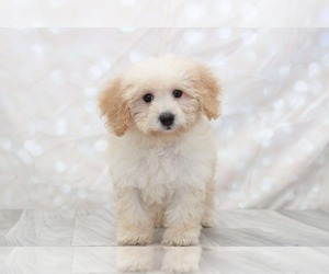 Poochon Puppy for sale in MARIETTA, GA, USA