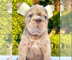 French Bulldog Puppy for sale in SAN JOSE, CA, USA