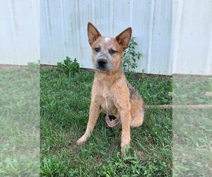 Australian Cattle Dog Puppy for sale in CAMPBELLSVILLE, KY, USA