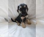 Small #3 Chihuahua Mix