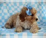 Small #4 Cavapoo (Miniature)