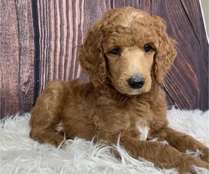 Poodle (Standard) Puppy for sale in SWANSBORO, NC, USA