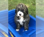 Small Photo #10 Bernedoodle Puppy For Sale in STEWARTSVILLE, NJ, USA