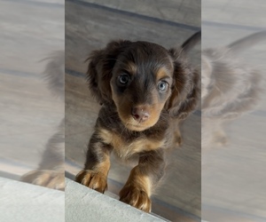 Dachshund Puppy for sale in PORT RICHEY, FL, USA