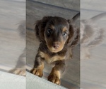 Small Dachshund