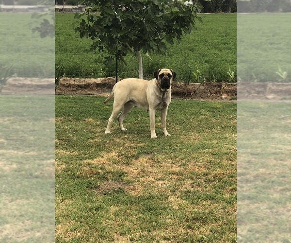 Medium Photo #1 Bloodhound-Mastiff Mix Puppy For Sale in COLCORD, OK, USA