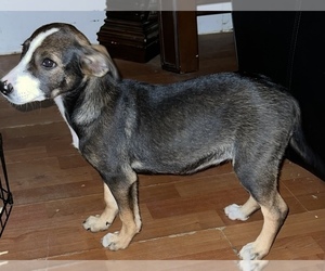 Australian Shepherd-Catahoula Leopard Dog Mix Puppy for sale in SILVER CREEK, NY, USA