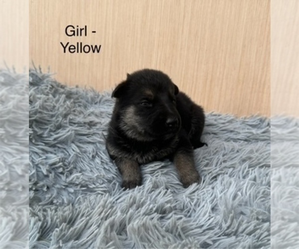 Medium Photo #8 German Shepherd Dog Puppy For Sale in PLYMOUTH, IN, USA