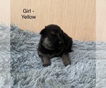 Small #7 German Shepherd Dog