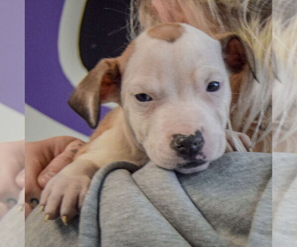 Medium Photo #6 American Staffordshire Terrier-Boxer Mix Puppy For Sale in Huntley, IL, USA