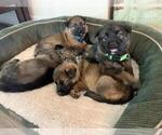 Small Photo #1 German Shepherd Dog Puppy For Sale in BOERNE, TX, USA