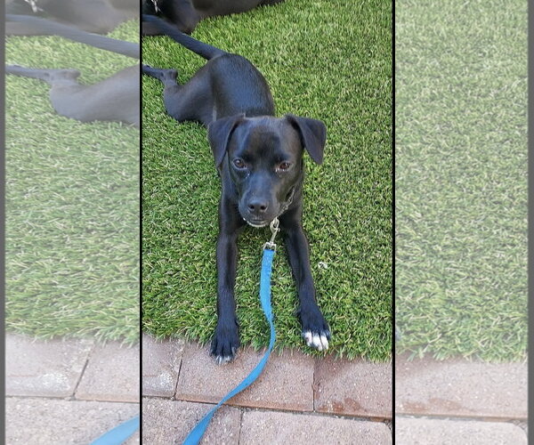 Medium Photo #3 Labrador Retriever-Unknown Mix Puppy For Sale in San Diego, CA, USA