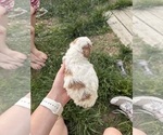 Small Photo #59 Goldendoodle (Miniature) Puppy For Sale in FREDERICA, DE, USA