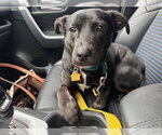 Small #6 Labrador Retriever Mix