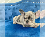 Small Photo #44 French Bulldog Puppy For Sale in NEW YORK, NY, USA