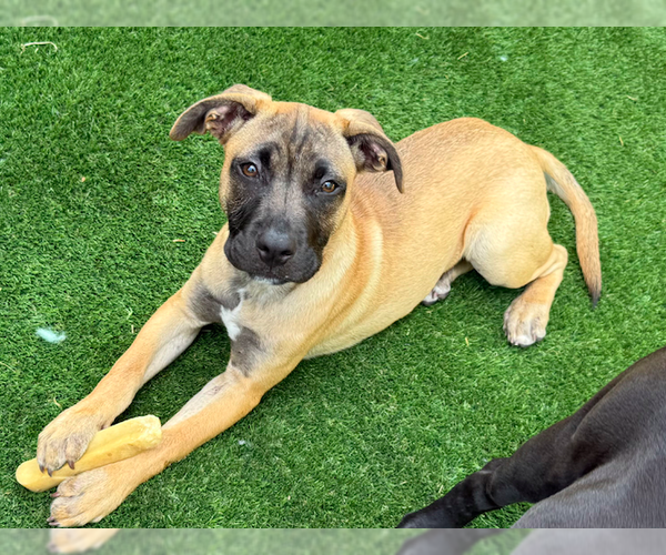 Medium Photo #9 Mutt Puppy For Sale in Decatur, GA, USA