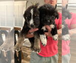 Small #3 Border-Aussie