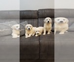 Small Photo #7 English Cream Golden Retriever Puppy For Sale in ELVERTA, CA, USA
