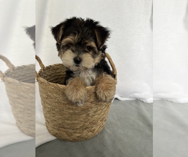 Medium Photo #7 Morkie Puppy For Sale in CORNERSVILLE, TN, USA