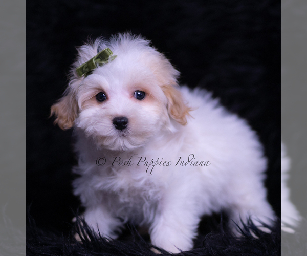 Medium Photo #95 Maltipoo (Toy) Puppy For Sale in WARSAW, IN, USA