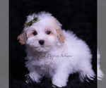 Puppy Miso F1 Maltipoo (Toy)