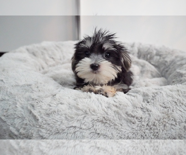 Medium Photo #6 Morkie Puppy For Sale in LOS ANGELES, CA, USA