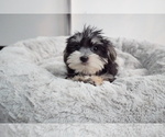 Small Photo #6 Morkie Puppy For Sale in LOS ANGELES, CA, USA