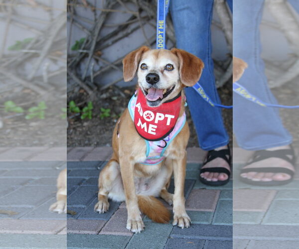 Medium Photo #5 Labbe Puppy For Sale in Mission Viejo, CA, USA