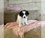 Small Photo #2 Border Collie Puppy For Sale in BLOOMINGTON, WI, USA
