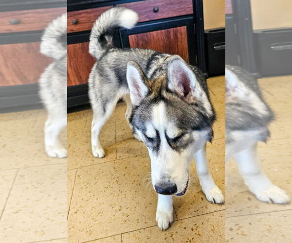 Medium Photo #3 Siberian Husky Puppy For Sale in Lighthouse Point, FL, USA