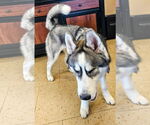 Small #2 Siberian Husky