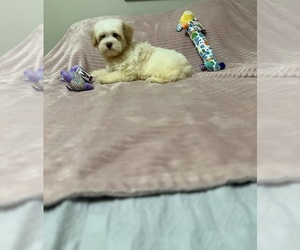 Yorkipoo Puppy for sale in BENSON, NC, USA