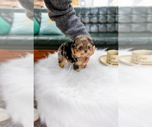 Maltipoo Puppy for sale in EASTVALE, CA, USA