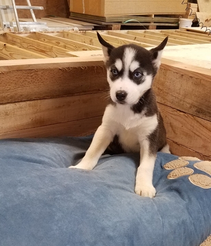 Medium Photo #1 Siberian Husky Puppy For Sale in ARTHUR, IL, USA