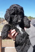 Small Photo #11 Airedoodle Puppy For Sale in FORT WORTH, TX, USA