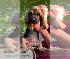Bloodhound Puppy for sale in LYLES, TN, USA