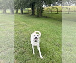 Greyson - Male Labrador Retriever-Unknown Mix Dog for Adoption - Small photo