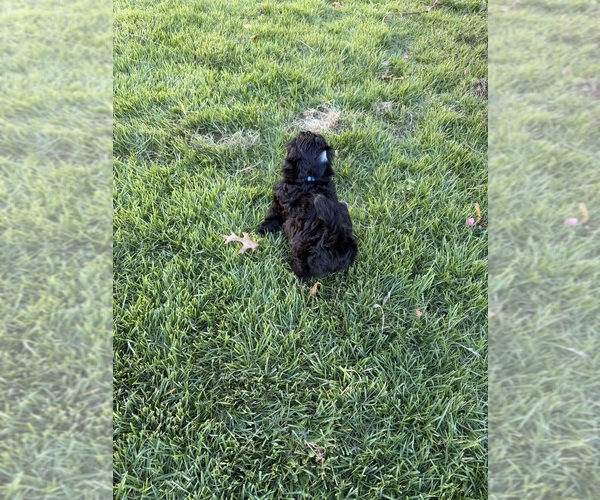 Medium Photo #2 Shih Tzu Puppy For Sale in CUMMING, GA, USA