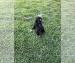 Small #1 Shih Tzu