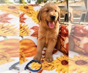 Golden Retriever Puppy for sale in VISALIA, CA, USA