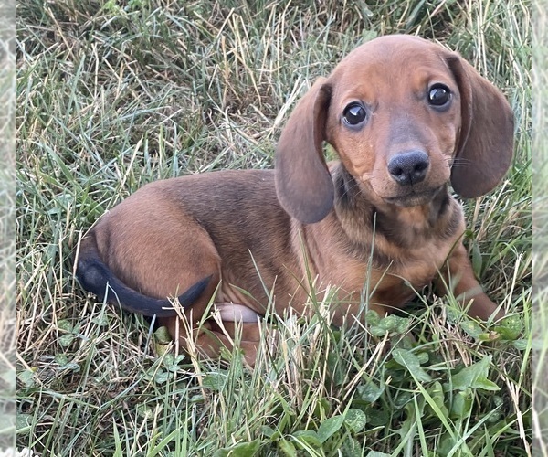 Medium Photo #6 Dachshund Puppy For Sale in CANOGA, NY, USA