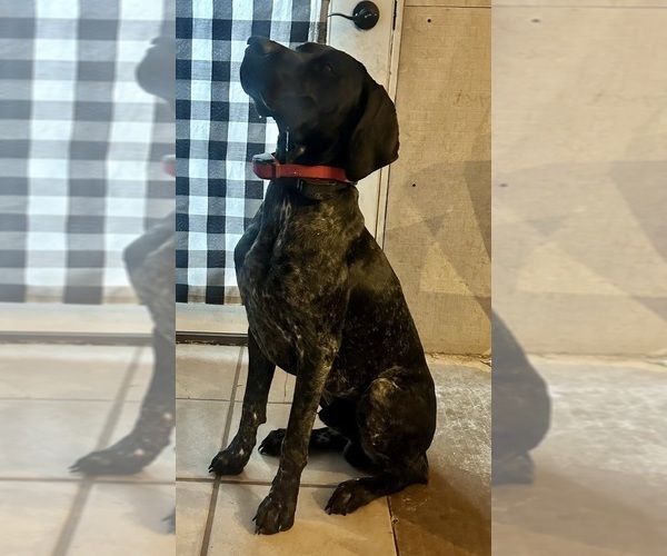 Medium Photo #1 German Shorthaired Pointer Puppy For Sale in ELK GARDEN, WV, USA