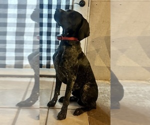 Father of the German Shorthaired Pointer puppies born on 07/09/2025