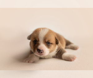 Pembroke Welsh Corgi Puppy for sale in WAVERLY HALL, GA, USA