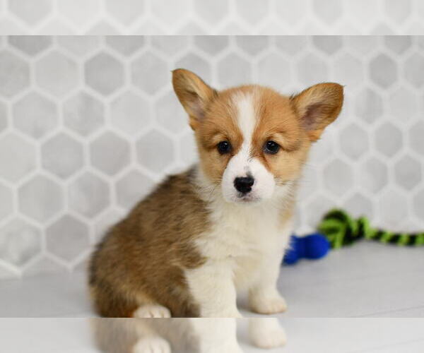 Medium Photo #30 Pembroke Welsh Corgi Puppy For Sale in MIDDLEBURY, IN, USA