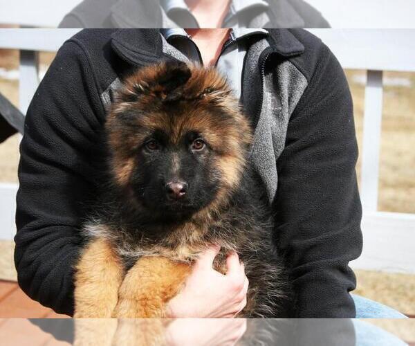 Medium Photo #4 German Shepherd Dog Puppy For Sale in MERCED, CA, USA