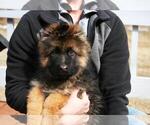Small Photo #4 German Shepherd Dog Puppy For Sale in MERCED, CA, USA